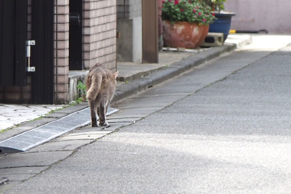 グリの後ろ姿