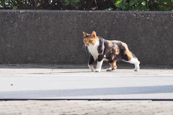 ミク　やって来ました