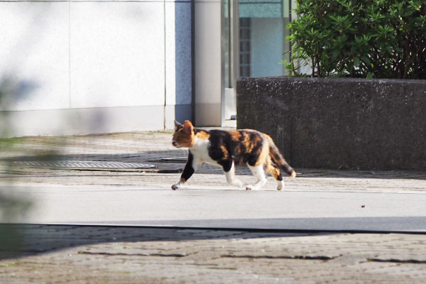 ミク　すんすん進む