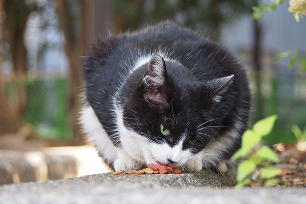 ポチ　食べてる