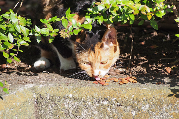 ミク　食べる