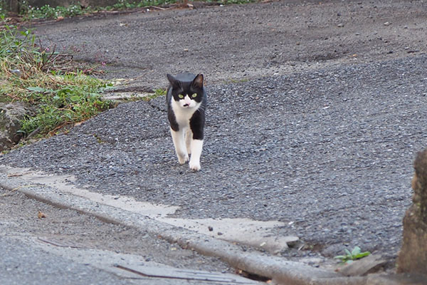 こまち　来る