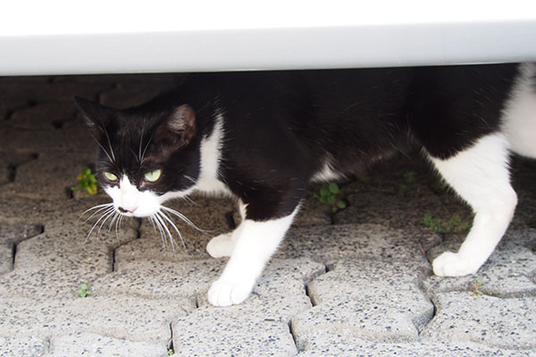 こまち　立ち上がる