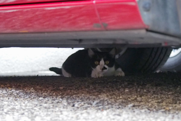 こまちの息子君　車の下