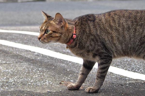 らい太　シマヲを見てる