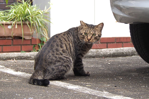 シマヲ　残念そうに