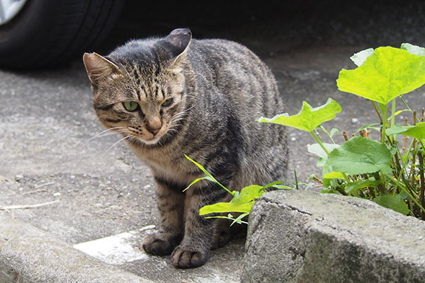 シマヲ　見送りしてくれた