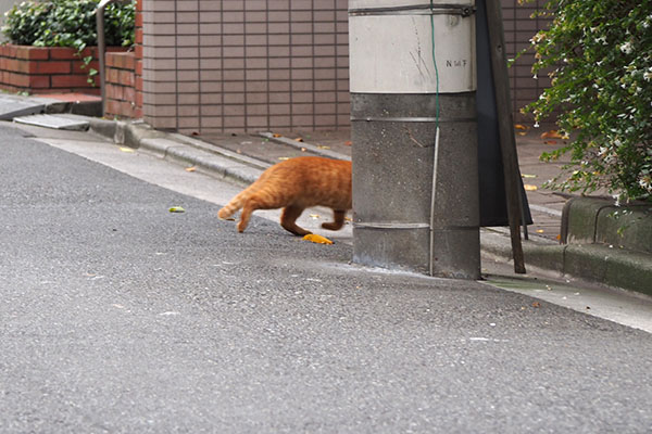 お世話宅へ走る　ツブ