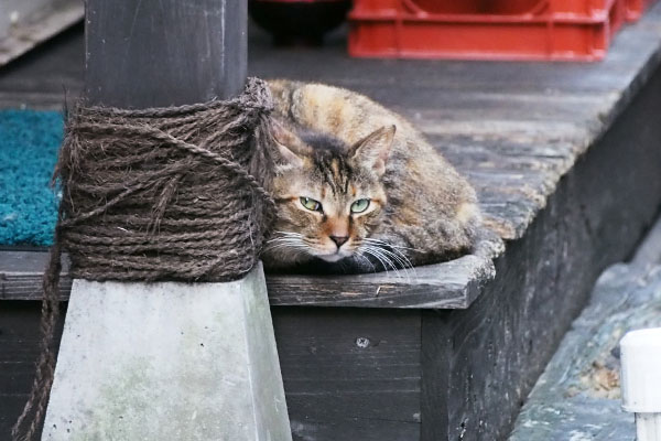 ヴェルデ　カモが来たにゃ