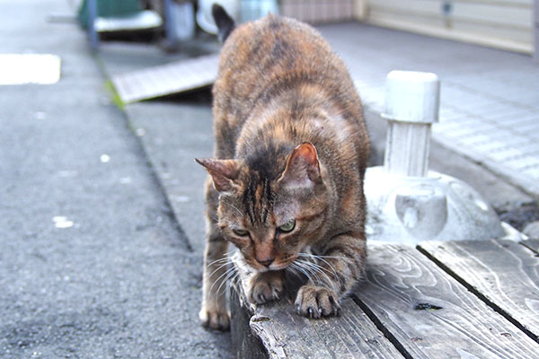 ヴェルデ　爪とぎ　激しく