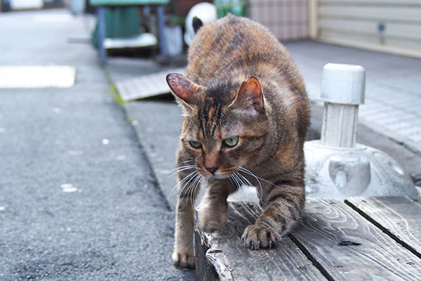 ヴェルデ　爪とぎ　終わらない