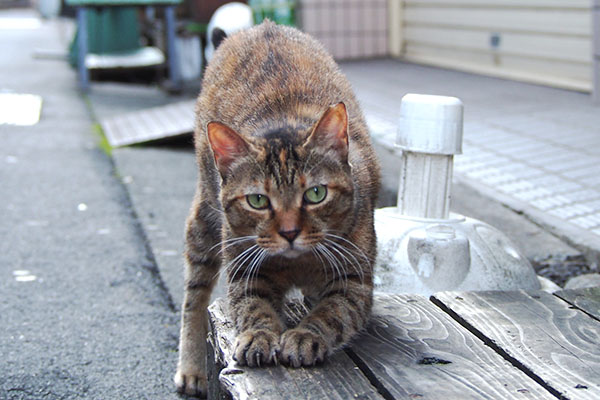 ヴェルデ　爪とぎ　悦に入る