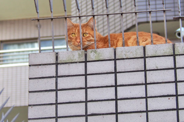 上にギザが居たのでした