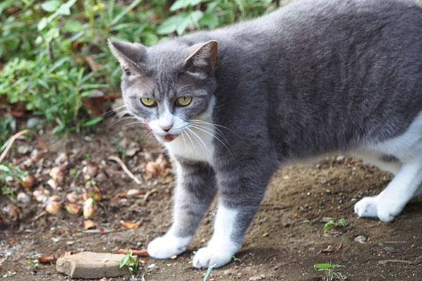 レックス　隠れて食べるコ