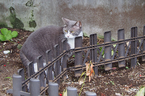 レックス　落ち着かない