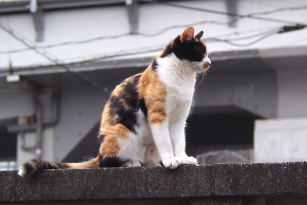 れもん　何かに気付く