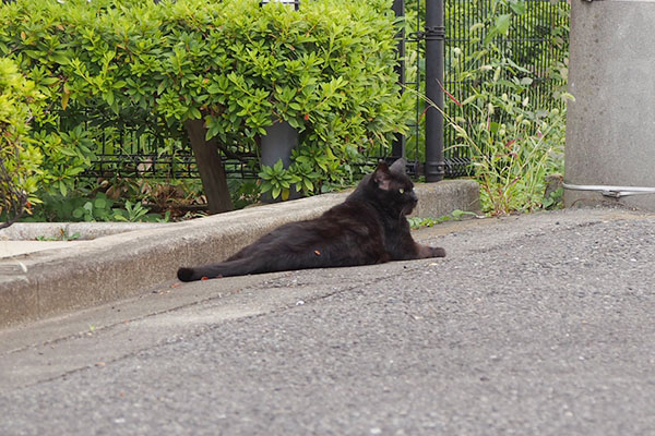 ジェト　見てる