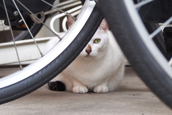 オーロラ　自転車の向こうに