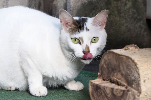 食べ終わったにゃよ　オーロラ