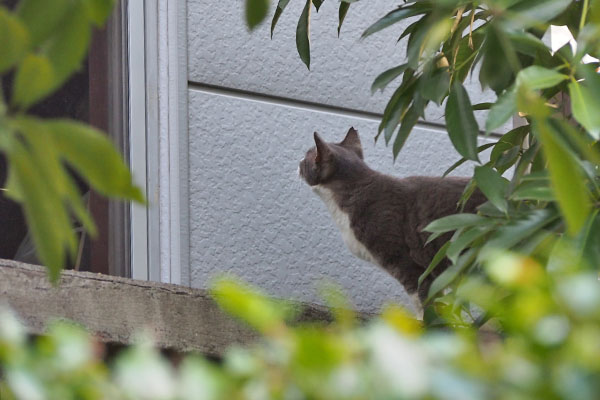レックス　集中