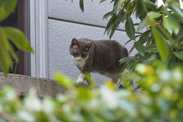 レックス　来るらしい