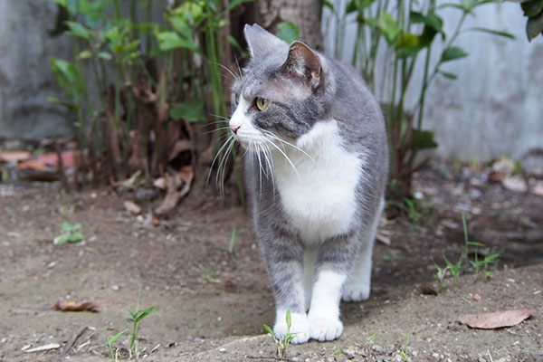 レックス　カツオ待ち