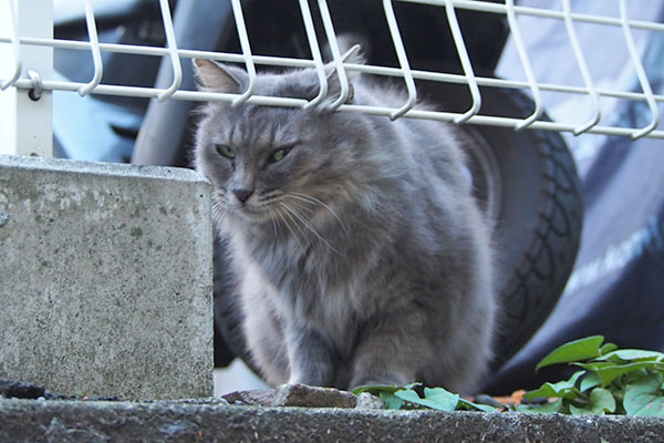 頭引っ込める　マフ