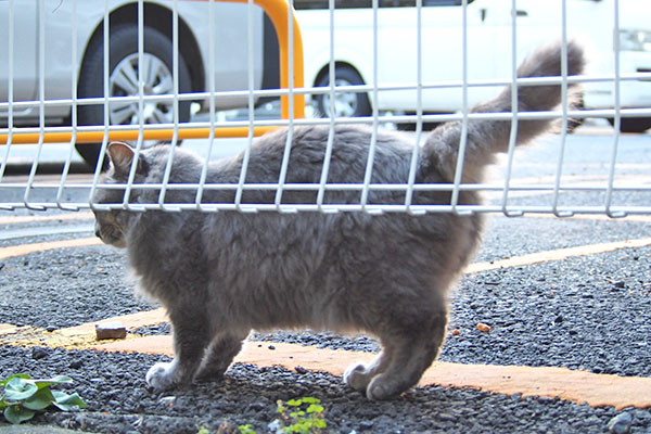 マフ　お腹減ったにゃ