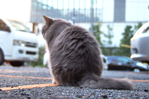 マフ　まるっこい背中