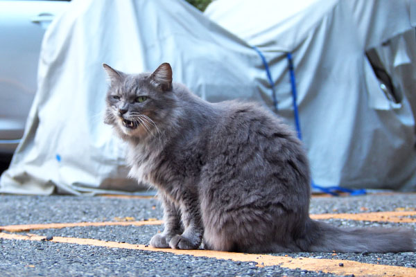 マフ　ぺろぺろ