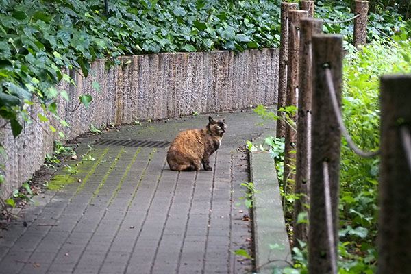 ロミ　出て来た