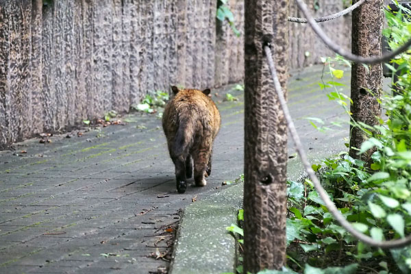 ロミ　すんすん進む