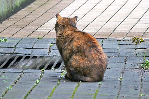 ロミ　座った後ろ姿