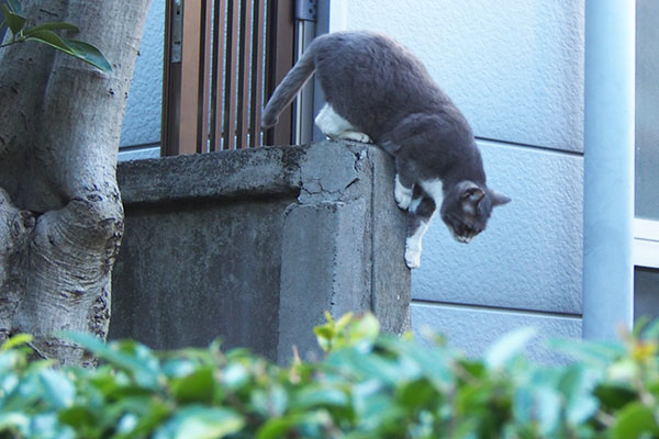 レックス　下りて来る