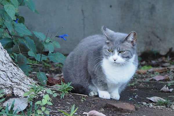 レックス　耳を向ける