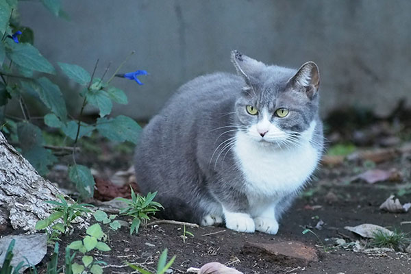 レックス　お目メぱっちり