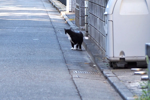 ブッチ　後ろ見てる