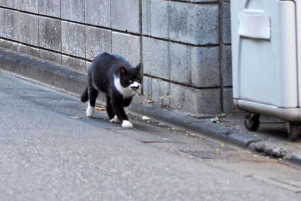 ブッチ　走り出す