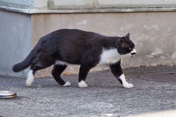 ブッチ　ゆっくり歩く２