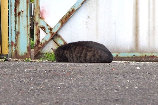 アシメ　だんご虫　耳