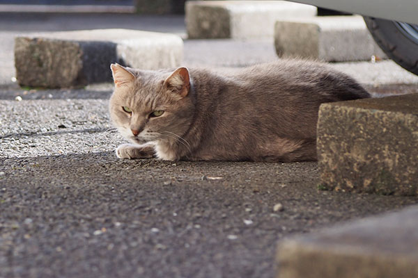 すぐ気づいたグリ