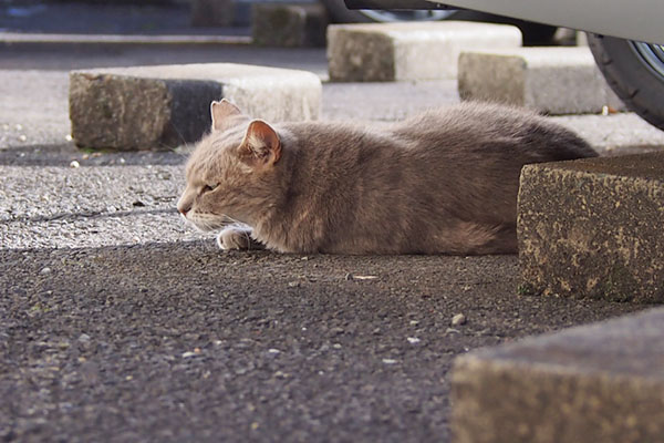 起きようか考え中のグリ