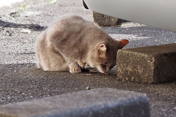 カリカリ食べるグリ