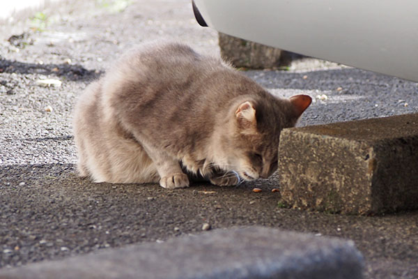 かみかみグリ