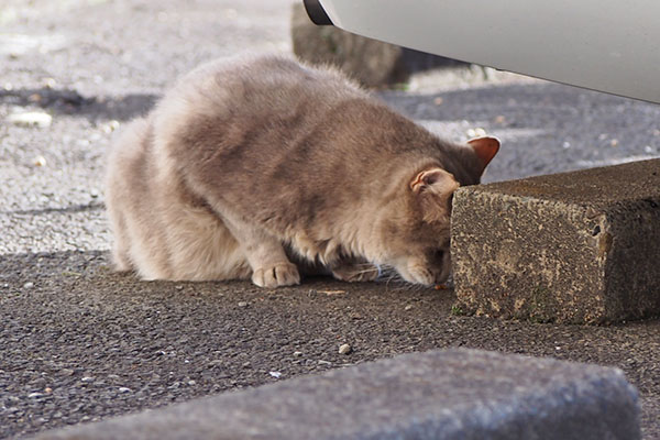 探すグリ