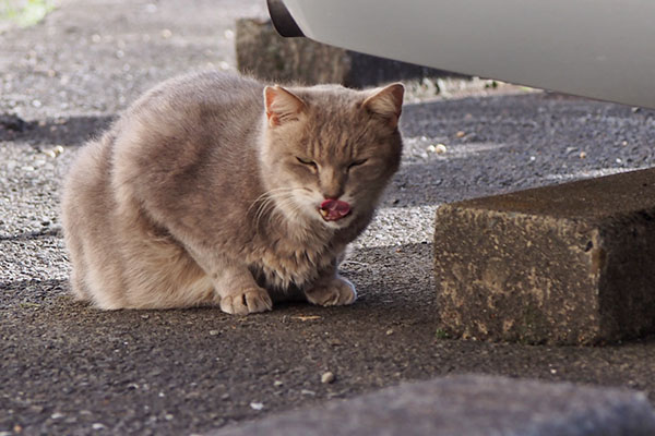 シブシブな顔でペロングリ