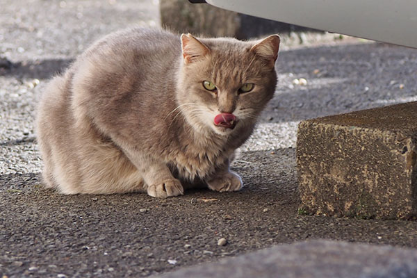 真顔でぺろん　グリ