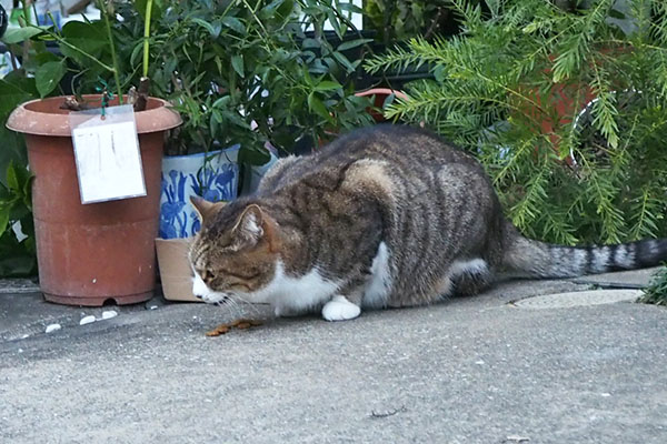 サーヤ　食べる