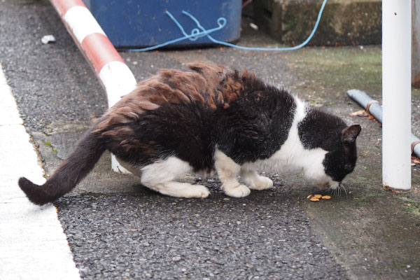 コテ　背中の毛もけもけ