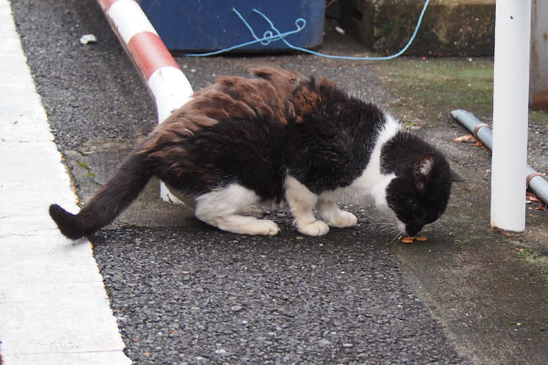 コテ　背中の毛もけもけ３